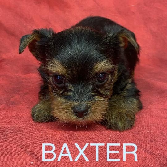 chiot Yorkshire terrier BAXTER york à réserver Domaine de la Chantelaie