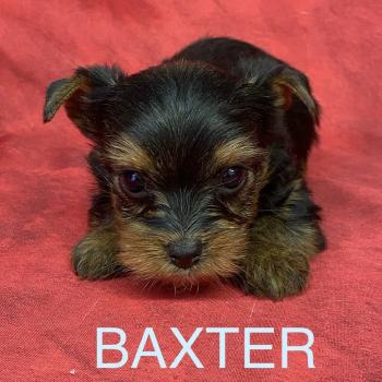 chiot Yorkshire terrier BAXTER york à réserver Domaine de la Chantelaie