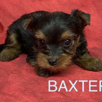 chiot Yorkshire terrier BAXTER york à réserver Domaine de la Chantelaie