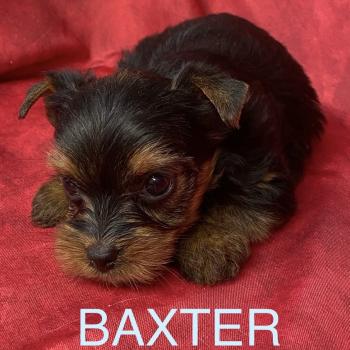 chiot Yorkshire terrier BAXTER york à réserver Domaine de la Chantelaie