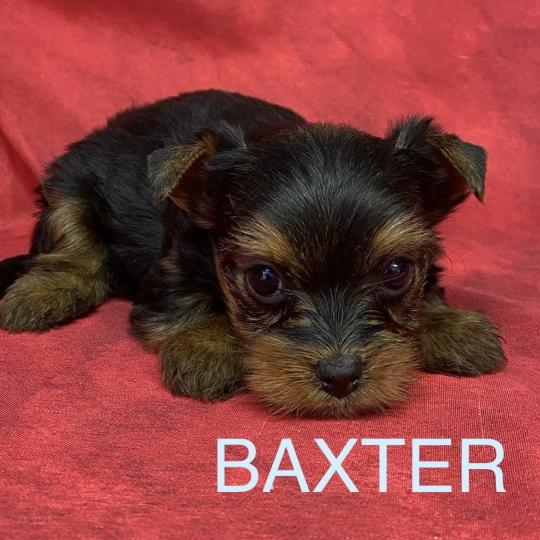 chiot Yorkshire terrier BAXTER york à réserver Domaine de la Chantelaie