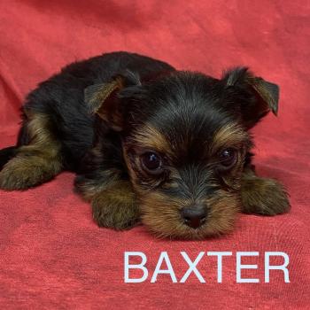 chiot Yorkshire terrier BAXTER york à réserver Domaine de la Chantelaie