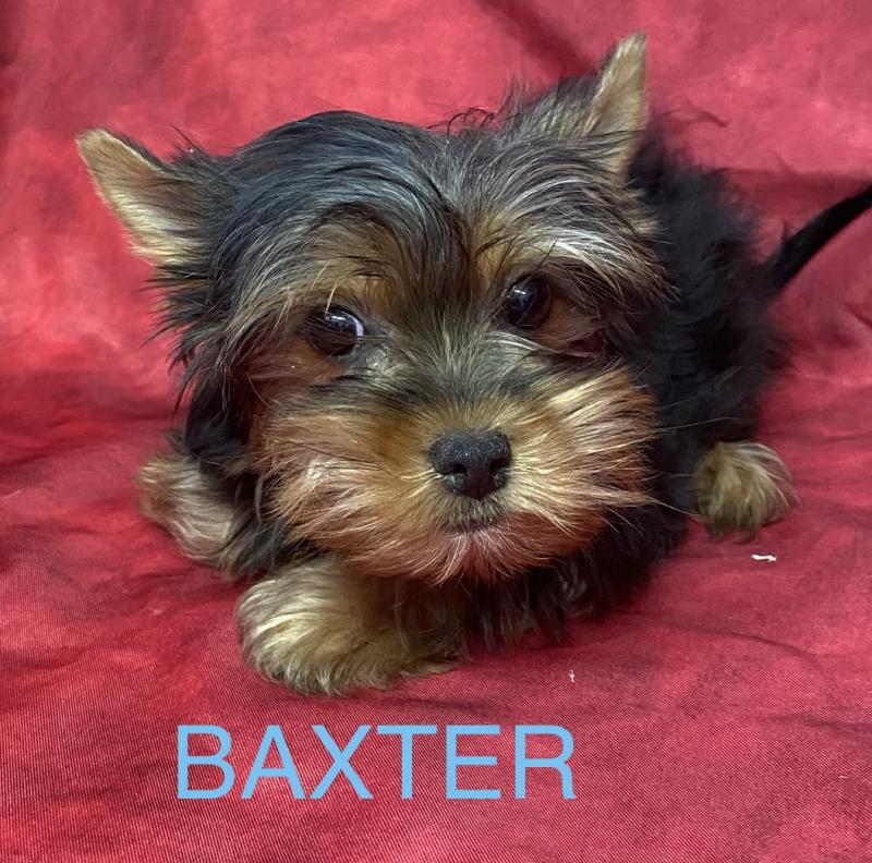 BAXTER york disponible Mâle Yorkshire terrier