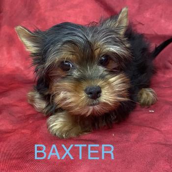 chiot Yorkshire terrier BAXTER york disponible Domaine de la Chantelaie