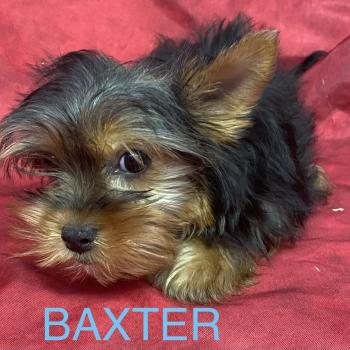 chiot Yorkshire terrier BAXTER york disponible Domaine de la Chantelaie