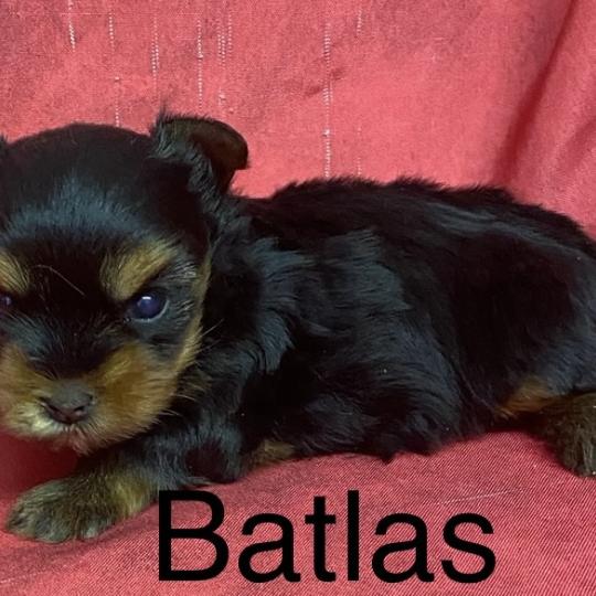 chiot Yorkshire terrier BATLAS york à réserver Domaine de la Chantelaie