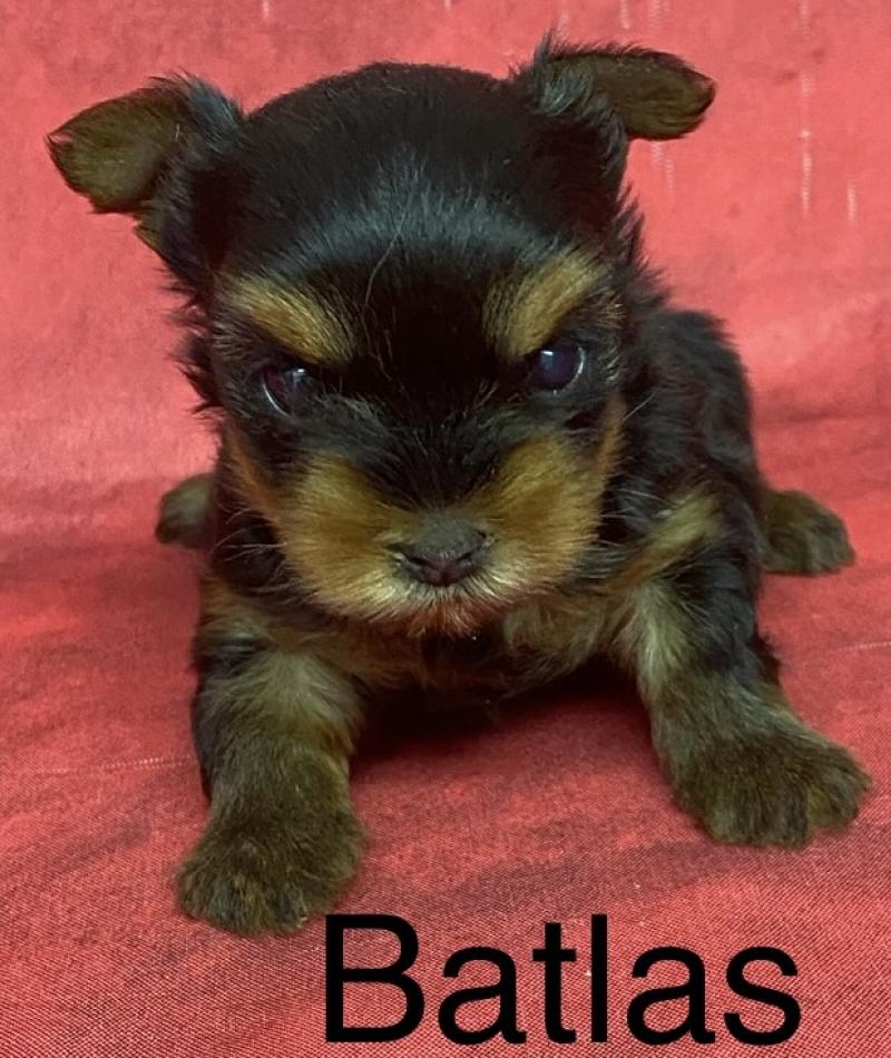 BATLAS Yorkshire à réserver Mâle Yorkshire terrier
