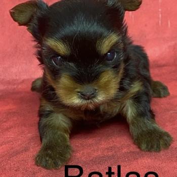 chiot Yorkshire terrier BATLAS Yorkshire à réserver Domaine de la Chantelaie