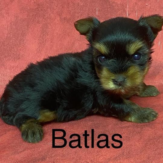 chiot Yorkshire terrier BATLAS Yorkshire à réserver Domaine de la Chantelaie