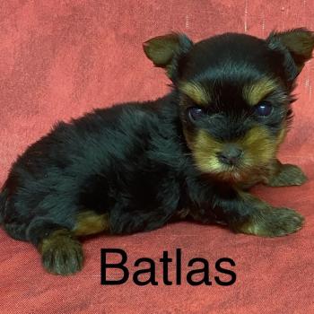 chiot Yorkshire terrier BATLAS Yorkshire à réserver Domaine de la Chantelaie