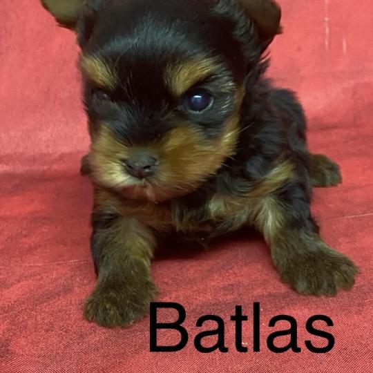 chiot Yorkshire terrier BATLAS Yorkshire à réserver Domaine de la Chantelaie