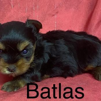 chiot Yorkshire terrier BATLAS Yorkshire à réserver Domaine de la Chantelaie