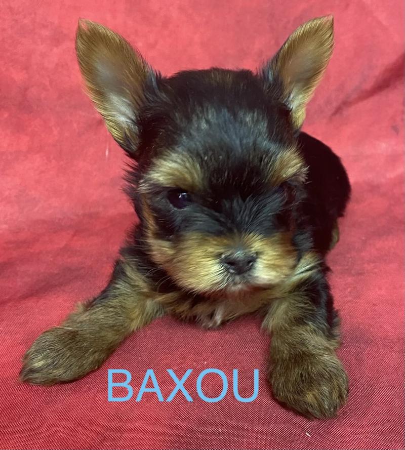 BAXOU York disponible Mâle Yorkshire terrier