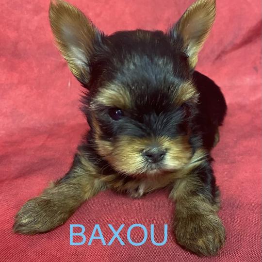 chiot Yorkshire terrier BAXOU York disponible Domaine de la Chantelaie