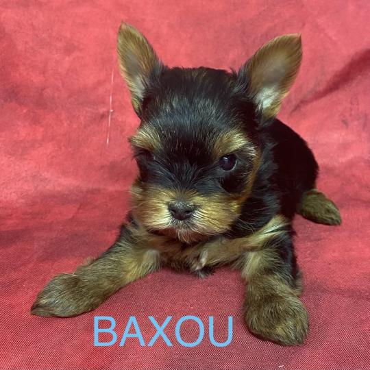 chiot Yorkshire terrier BAXOU York disponible Domaine de la Chantelaie