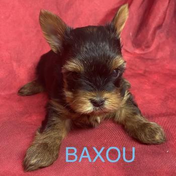 chiot Yorkshire terrier BAXOU York disponible Domaine de la Chantelaie