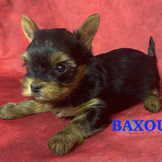 chiot Yorkshire terrier BAXOU York disponible Domaine de la Chantelaie