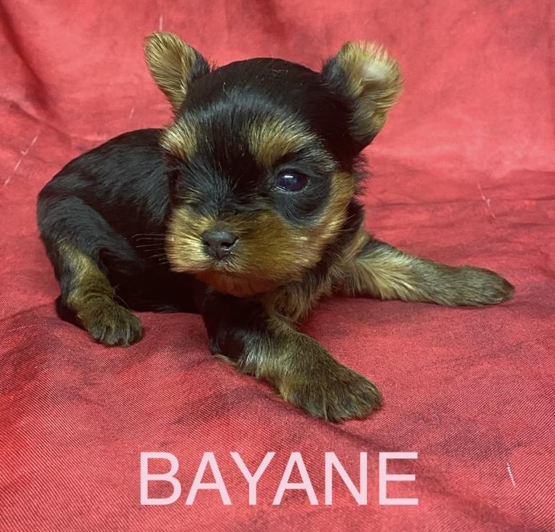 BAYANE yorkshire à réserver Femelle Yorkshire terrier