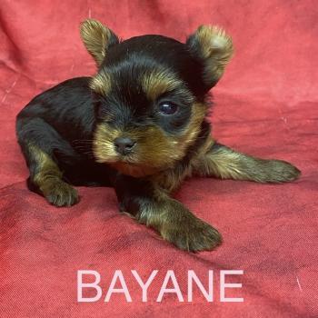 chiot Yorkshire terrier BAYANE yorkshire à réserver Domaine de la Chantelaie