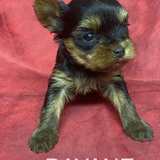 chiot Yorkshire terrier BAYANE yorkshire à réserver Domaine de la Chantelaie