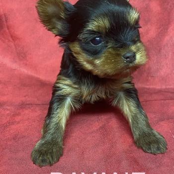 chiot Yorkshire terrier BAYANE yorkshire à réserver Domaine de la Chantelaie