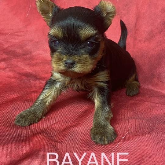 chiot Yorkshire terrier BAYANE yorkshire à réserver Domaine de la Chantelaie