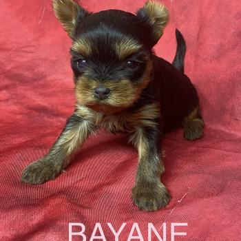 chiot Yorkshire terrier BAYANE yorkshire à réserver Domaine de la Chantelaie