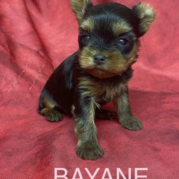 chiot Yorkshire terrier BAYANE yorkshire à réserver Domaine de la Chantelaie