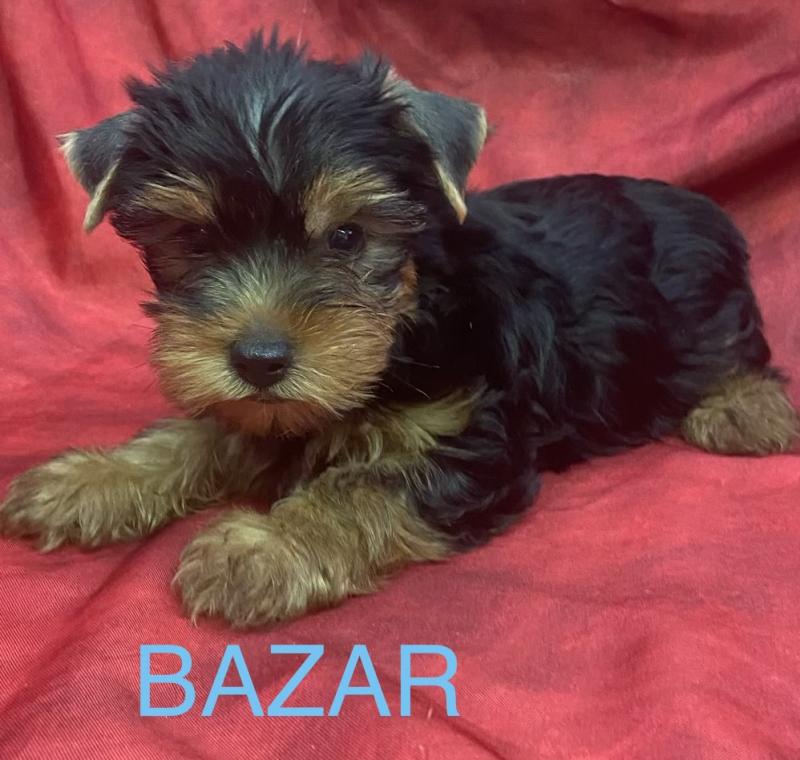 BAZAR York disponible Mâle Yorkshire terrier