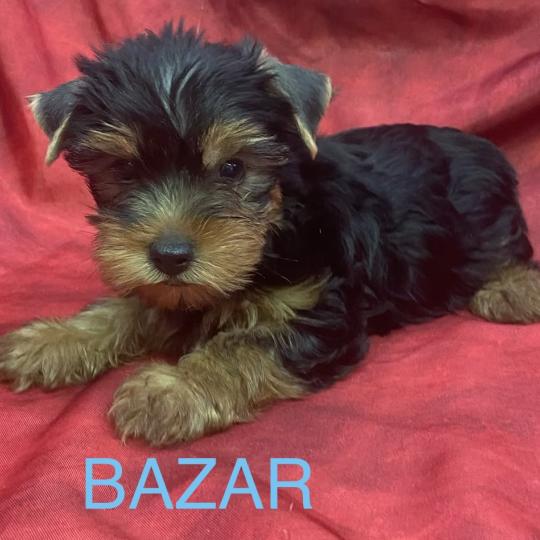 chiot Yorkshire terrier BAZAR York disponible Domaine de la Chantelaie