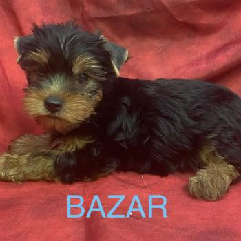 chiot Yorkshire terrier BAZAR York disponible Domaine de la Chantelaie