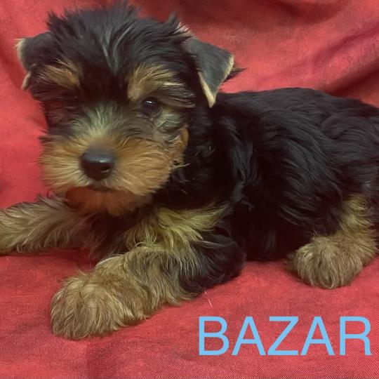 chiot Yorkshire terrier BAZAR York disponible Domaine de la Chantelaie