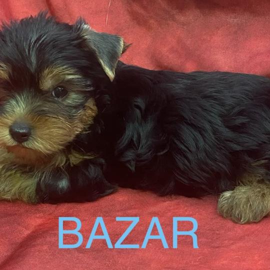 chiot Yorkshire terrier BAZAR York disponible Domaine de la Chantelaie
