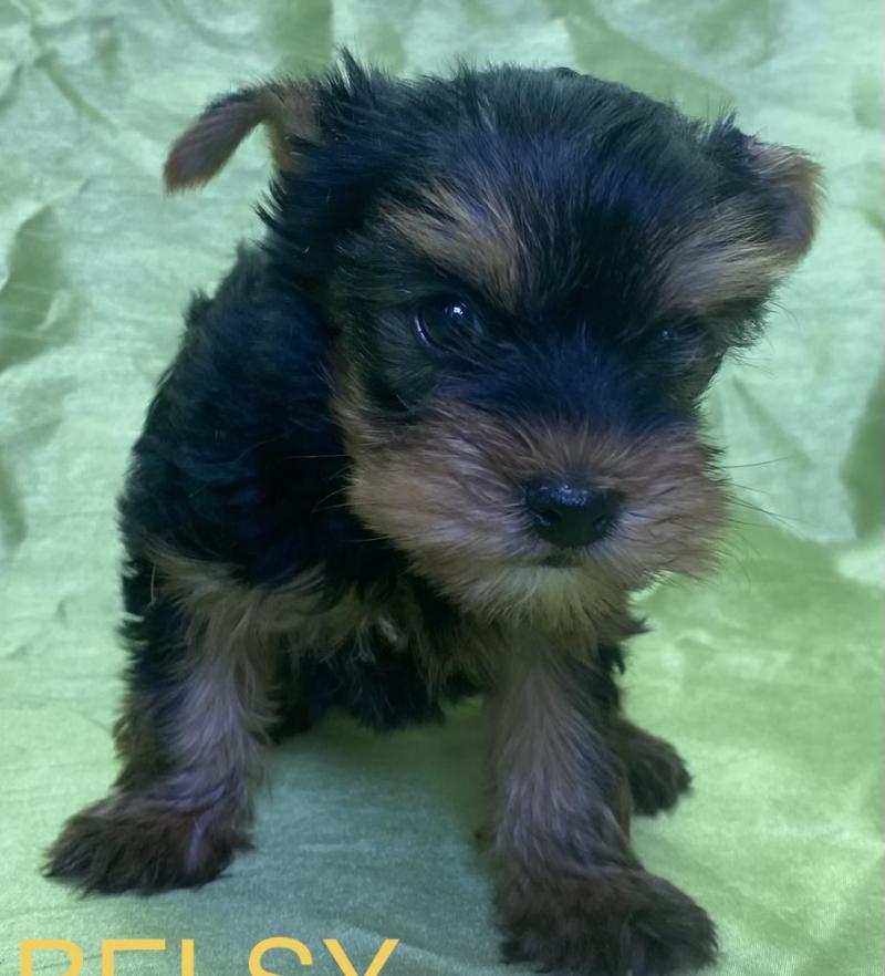 BELSY york disponible Femelle Yorkshire terrier