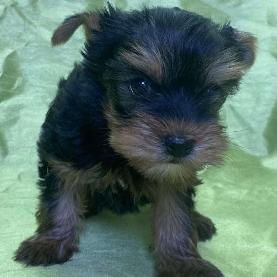 chiot Yorkshire terrier BELSY york disponible Domaine de la Chantelaie
