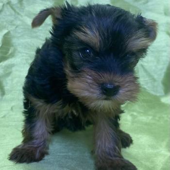 chiot Yorkshire terrier BELSY york disponible Domaine de la Chantelaie