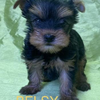chiot Yorkshire terrier BELSY york disponible Domaine de la Chantelaie