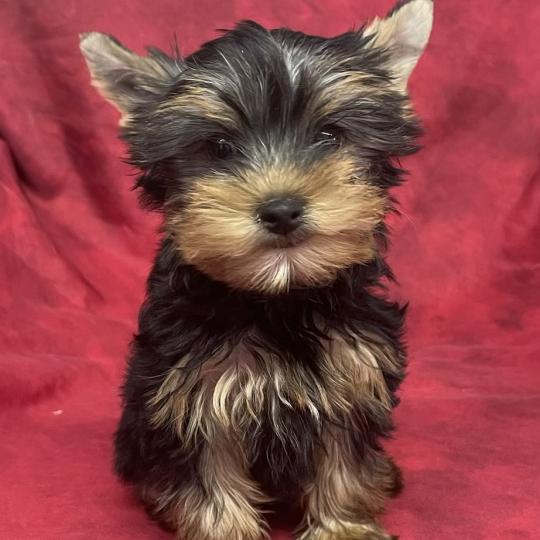 BELSY york disponible Femelle Yorkshire terrier