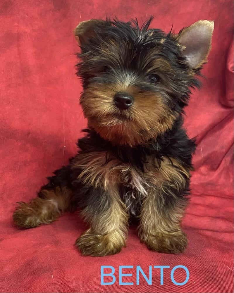 BENTO yorkshire DISPONIBLE Mâle Yorkshire terrier