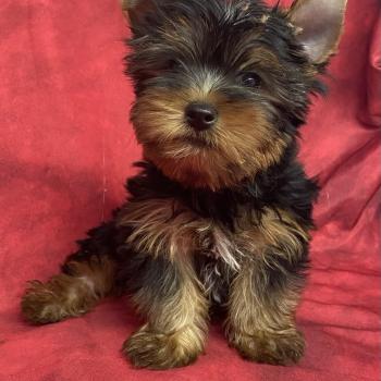 chiot Yorkshire terrier Noir et feu BENTO Domaine de la Chantelaie