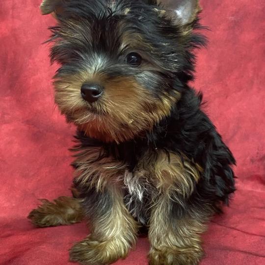 chiot Yorkshire terrier Noir et feu BENTO Domaine de la Chantelaie