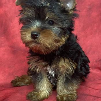 chiot Yorkshire terrier Noir et feu BENTO Domaine de la Chantelaie