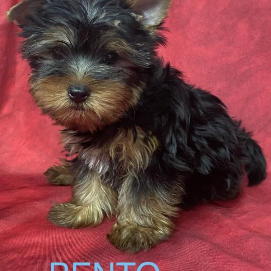 chiot Yorkshire terrier Noir et feu BENTO Domaine de la Chantelaie
