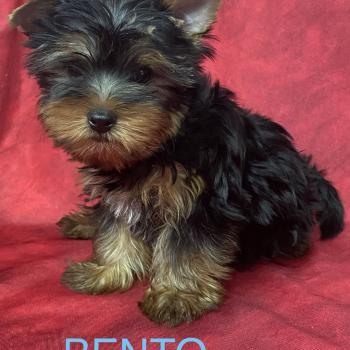 chiot Yorkshire terrier Noir et feu BENTO Domaine de la Chantelaie