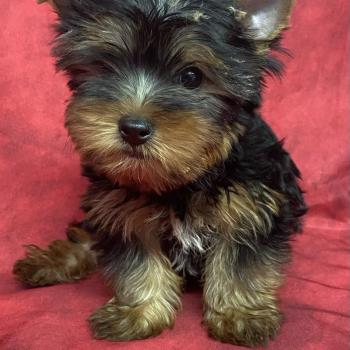 chiot Yorkshire terrier Noir et feu BENTO Domaine de la Chantelaie