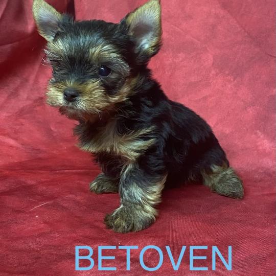 chiot Yorkshire terrier BETOVEN yorkshire à réserver Domaine de la Chantelaie