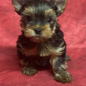 chiot Yorkshire terrier BETOVEN yorkshire à réserver Domaine de la Chantelaie
