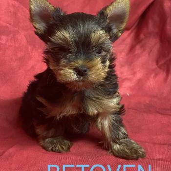 chiot Yorkshire terrier BETOVEN yorkshire à réserver Domaine de la Chantelaie
