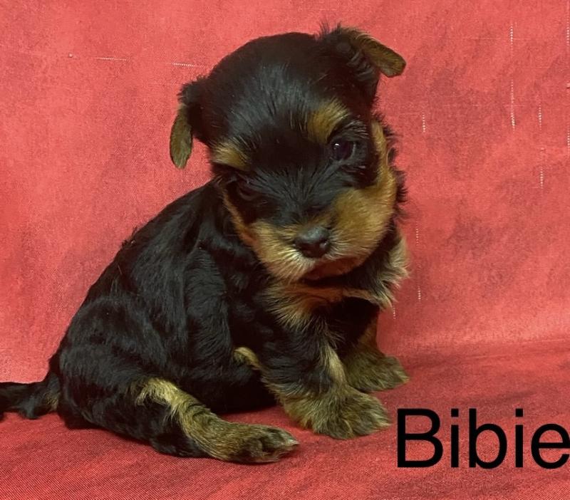 BIBIE yorkshire à réserver Femelle Yorkshire terrier