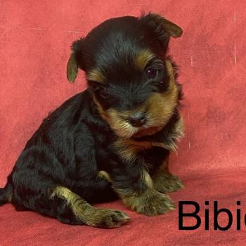 chiot Yorkshire terrier BIBIE yorkshire à réserver Domaine de la Chantelaie